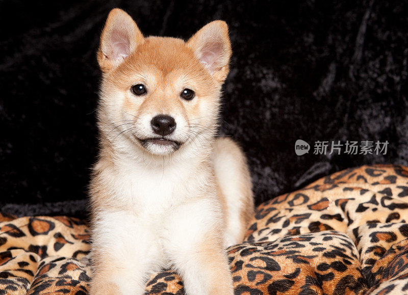 Shiba Inu 小狗